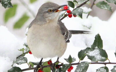 Holiday Gifts that Support Bird Conservation