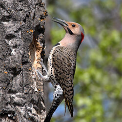 Northern Flicker – Our ‘Avian Anteater’