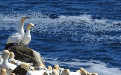 Building Support for Newfoundland’s First Breeding Bird Atlas