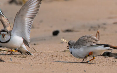 Volunteers and Plovers Persist Through Soggy Season