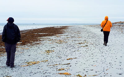 Ups and Downs in the Atlantic Piping Plover “Mating Scene”