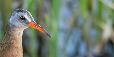 A Powerhouse Research Program for Waterbirds, Wetlands, and Students