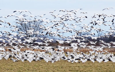 Bird Flocks in BC’s Fraser River Estuary Inspire Awe