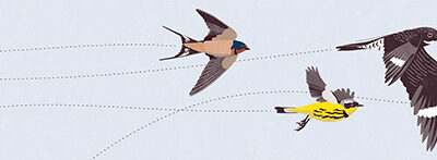 Migration Education Takes Flight With the Motus Wildlife Tracking System!