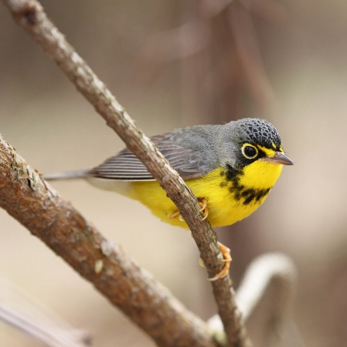 Canada Warbler singing from a branch.