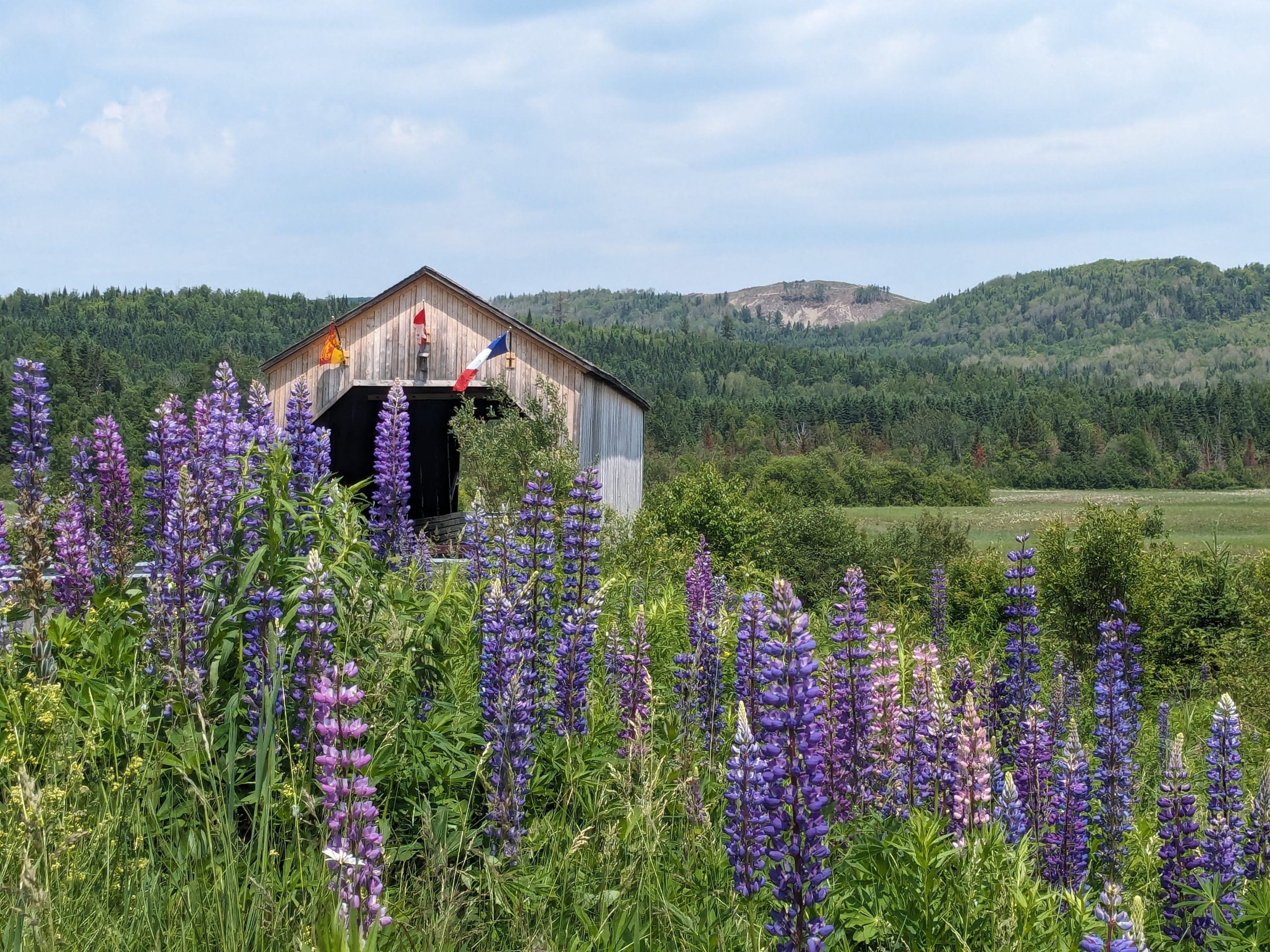 This good old New Brunswick covered bridge a few steps from Grandma’s place still attracts nesting swallows.