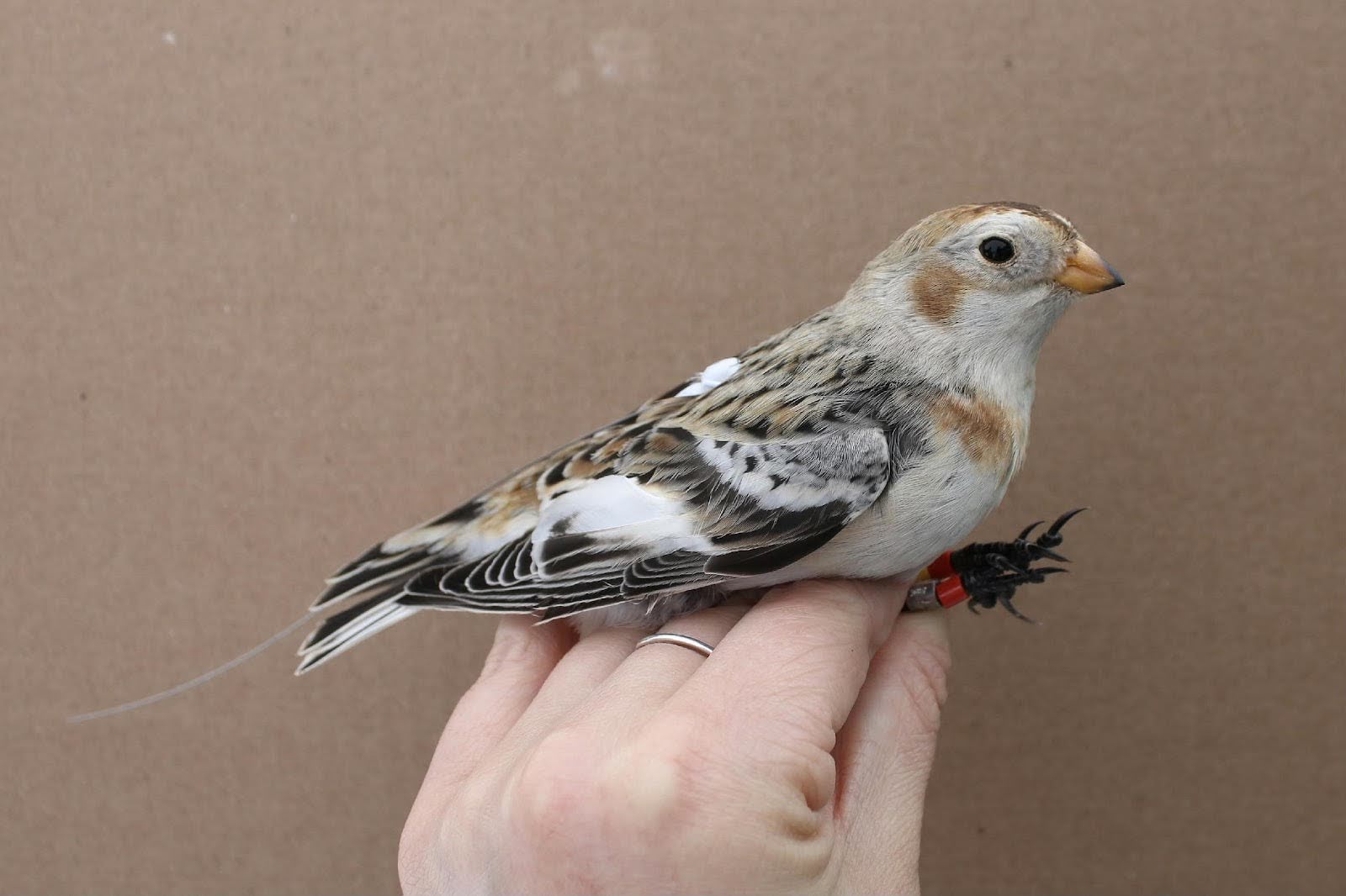 A Snow Bunting held after banding.