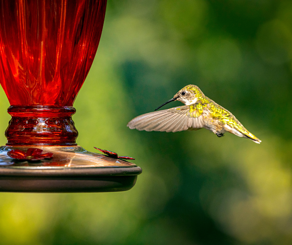 A Ruby-throated Hummingbird approaches a hummingbird feeder.