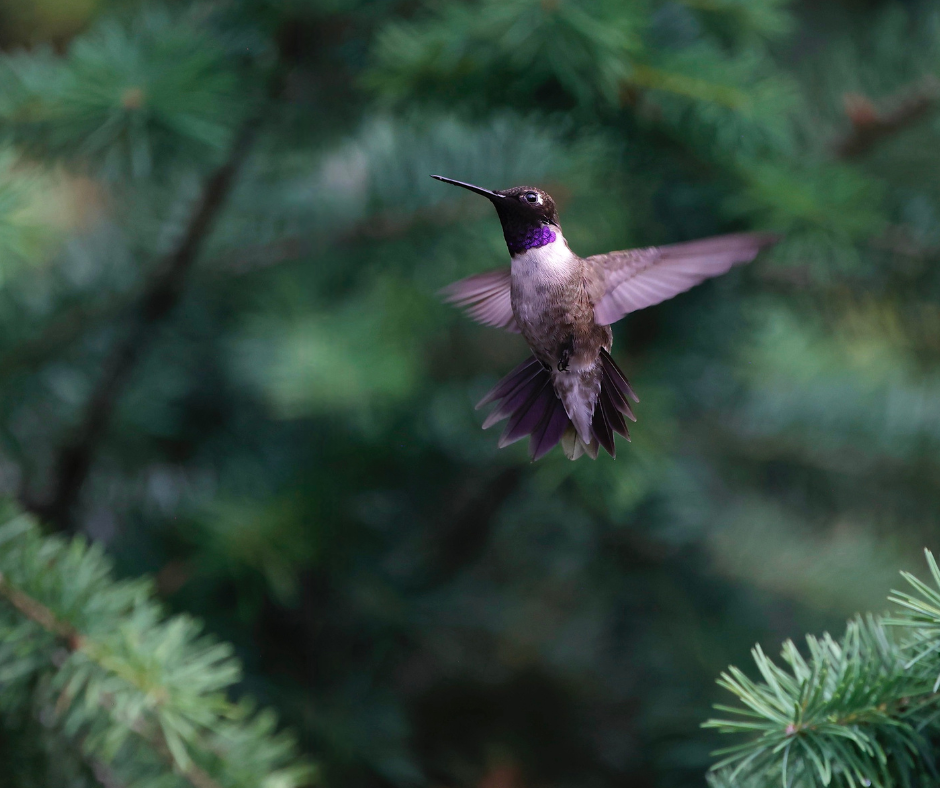 A Black-chinned Hummingbird in flight.