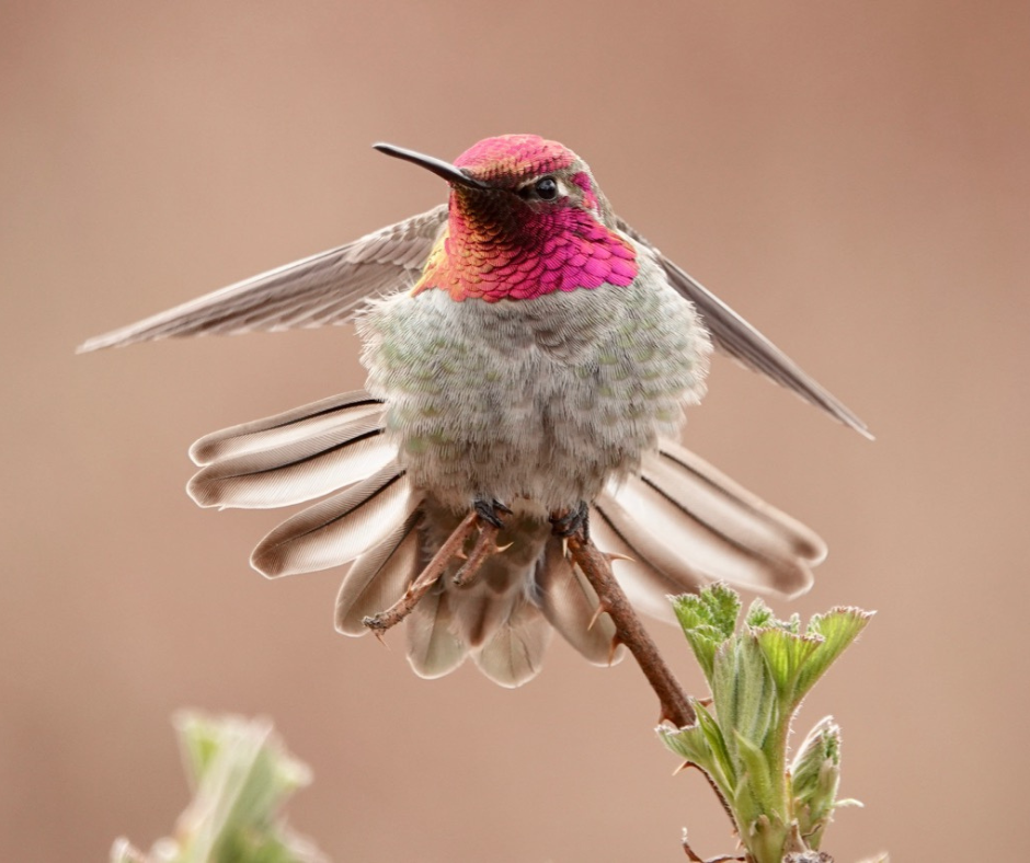 An Anna's Hummingbird preens on a branch.