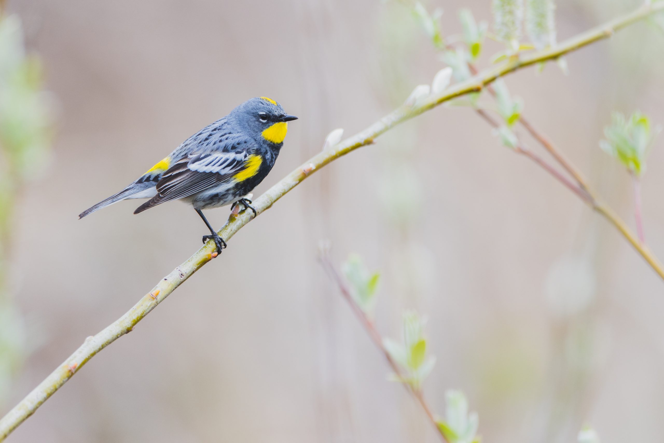 Grade 10 students from Beaulieu Memorial School, Sandy Bay First Nation learned about Western Grebes, a species of Special Concern in Canada, and other bird species found at the Sandy Bay Marshes Important Bird and Biodiversity Area thanks to the Baillie Fund