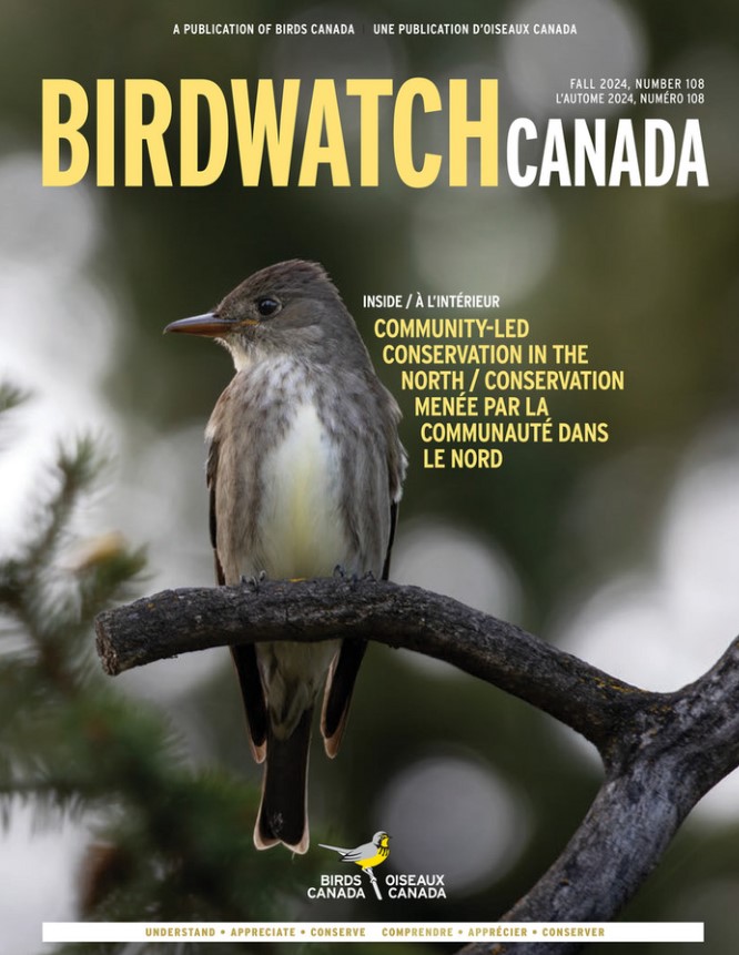 The fall 2020 cover of BirdWatch Canada. The cover features a singing Marsh Wren clinging to a reed, with its tail lifted to the sky at an improbable angle