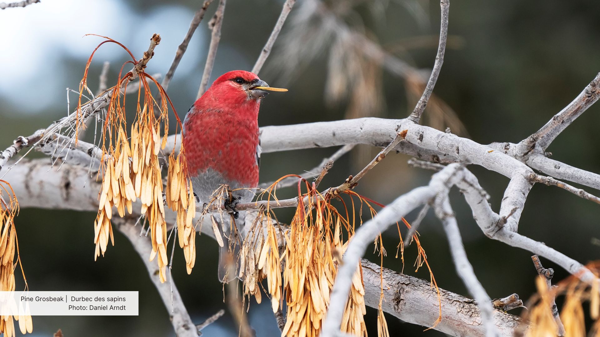 A Pine Grosbeak eats a tree key.