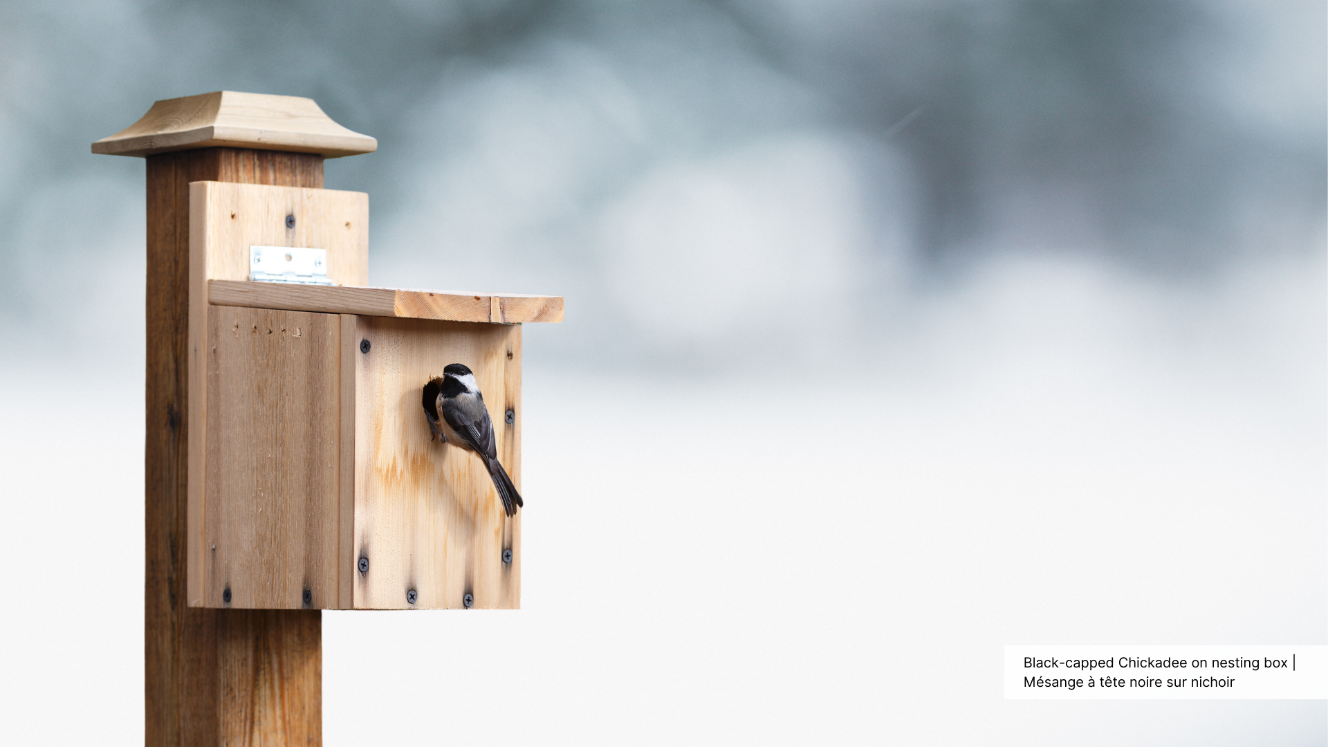 A Black-capped Chickadee perches at the opening of a birdhouse.