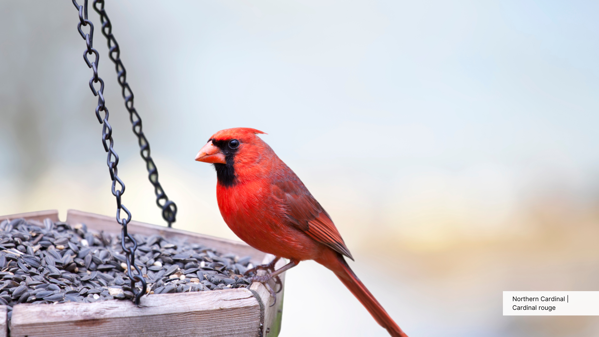 A Northern Cardinal perches at a bird feeder.