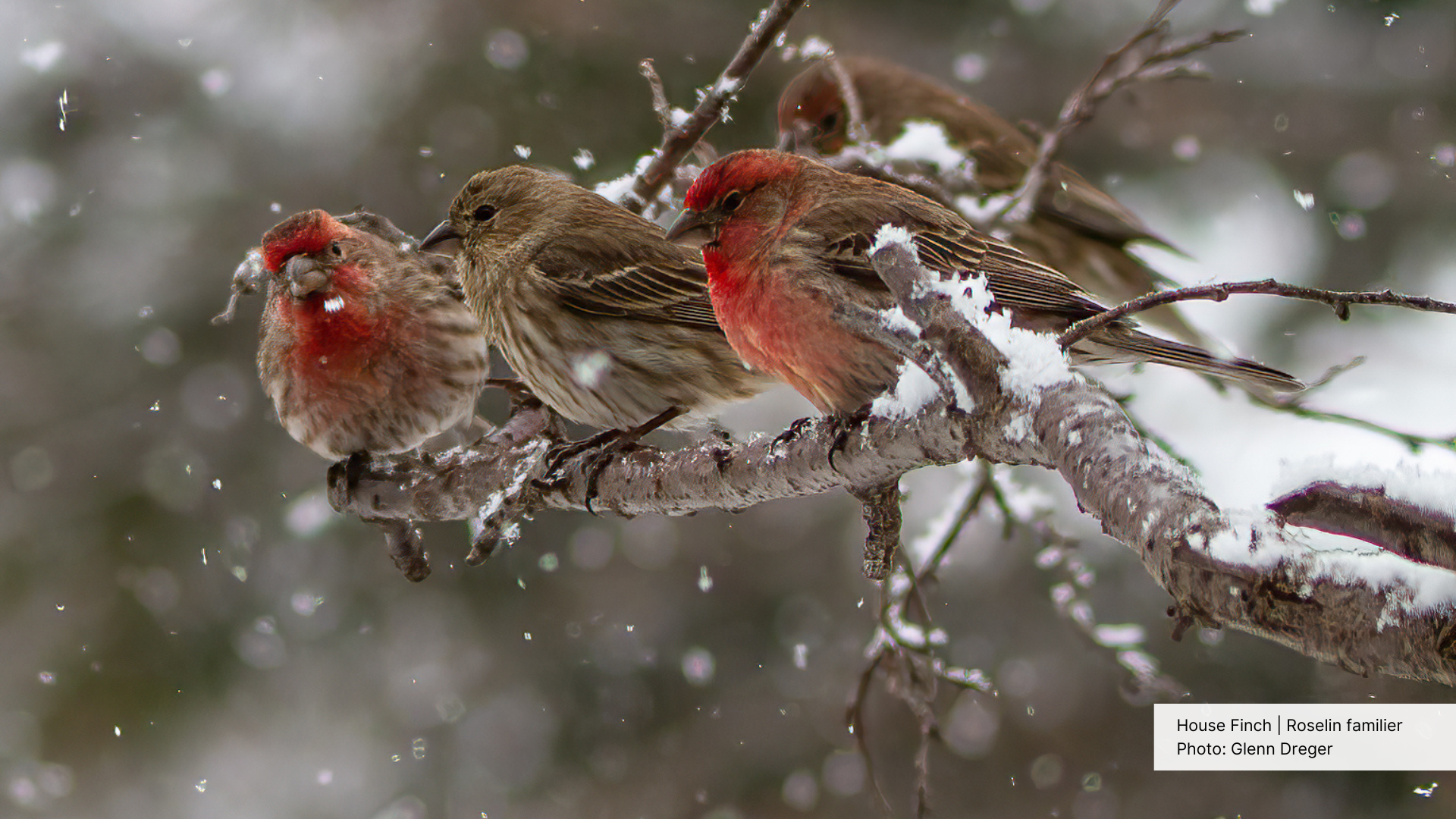 House Finches