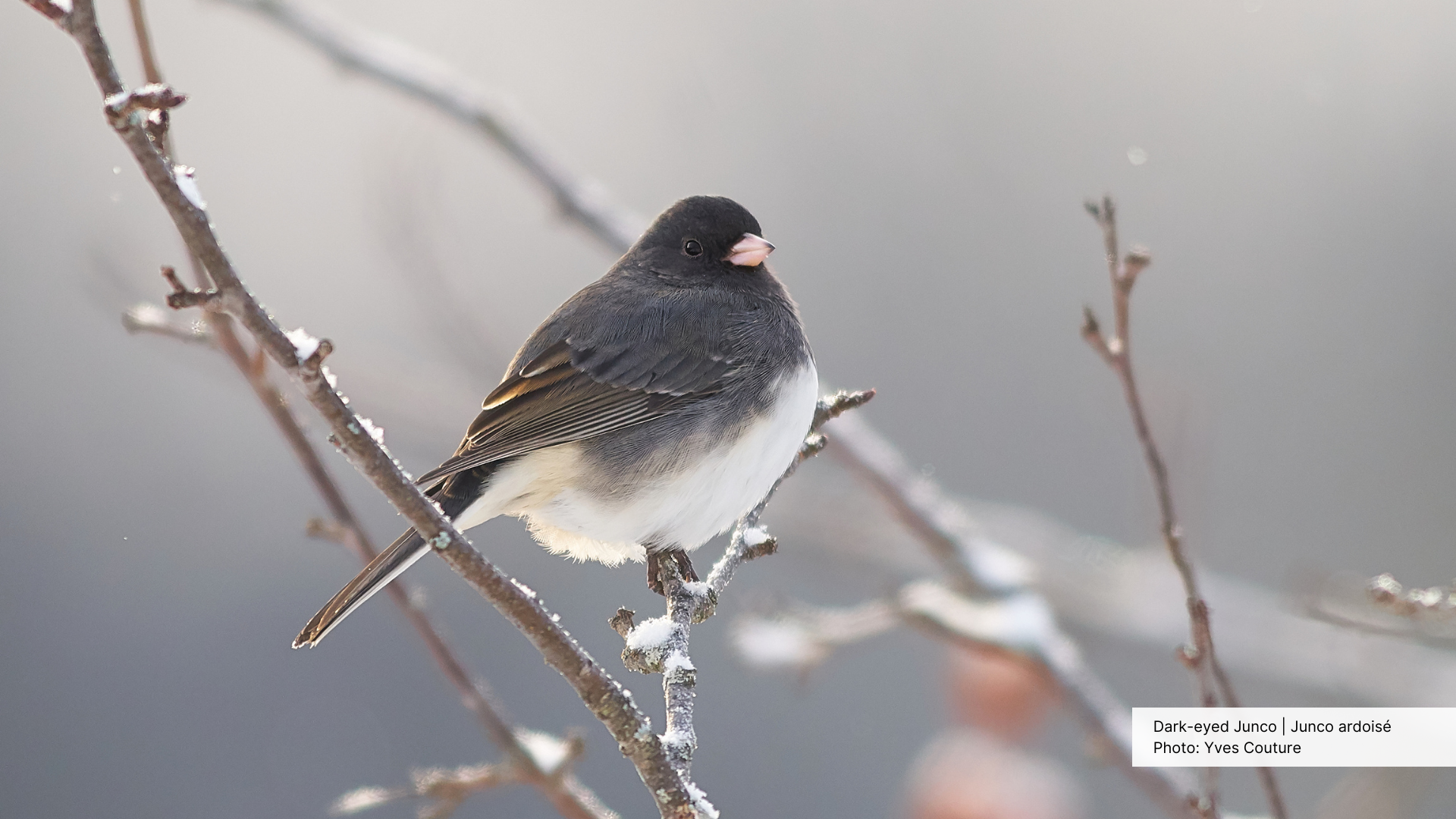 A Dark-eyed Junco perches on a wintery branch.