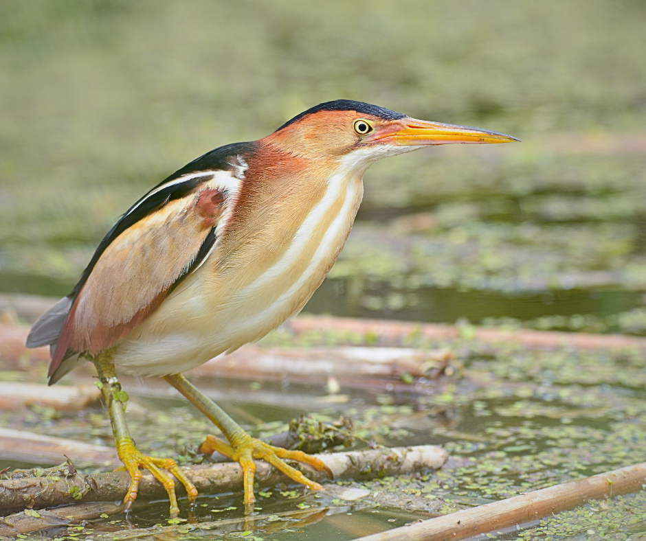 Least Bittern