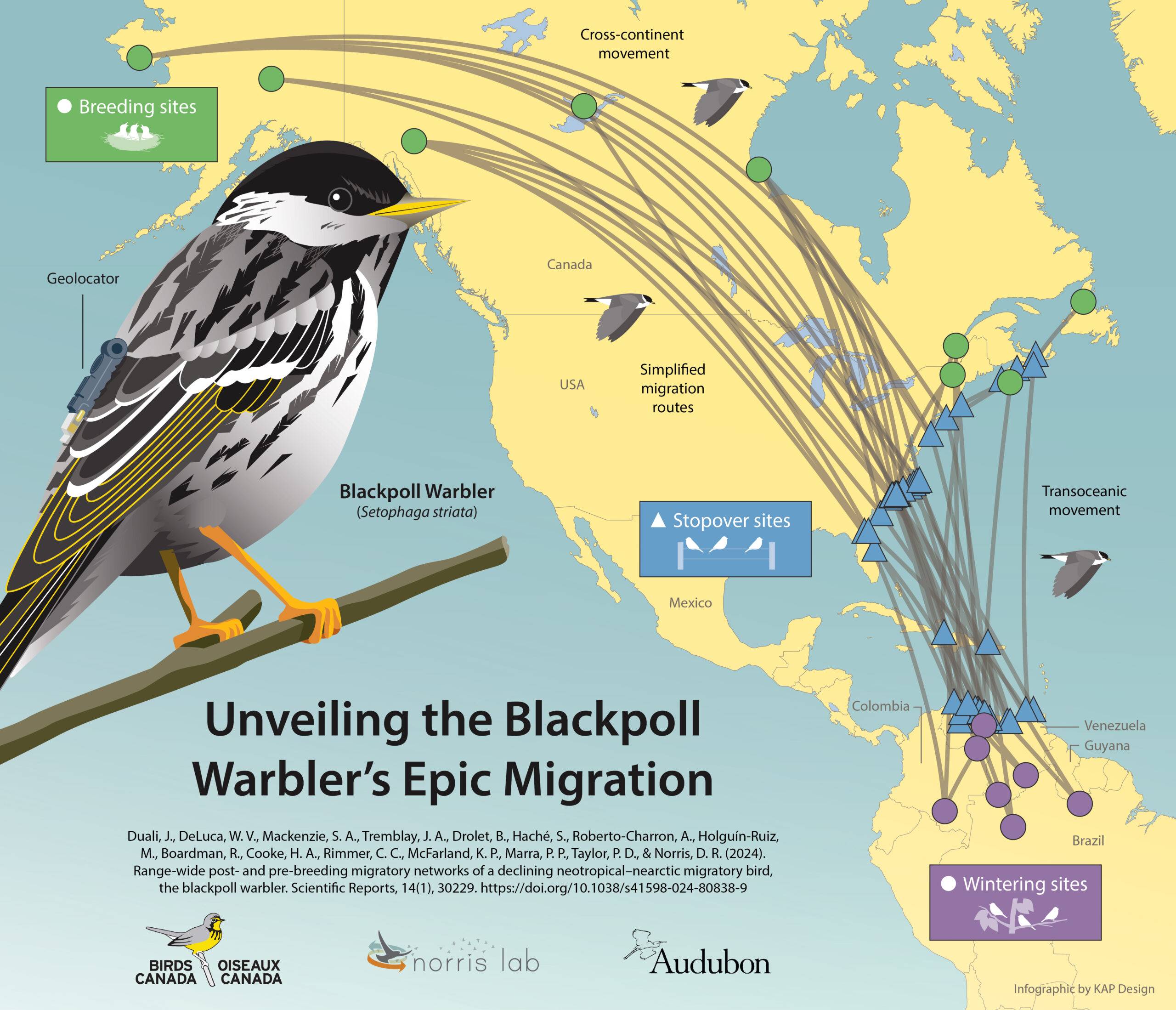 Infographic displaying the Blackpoll Warbler's migration patterns in North and South America.