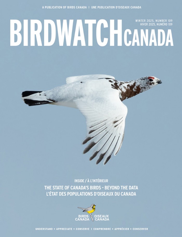 The fall 2020 cover of BirdWatch Canada. The cover features a singing Marsh Wren clinging to a reed, with its tail lifted to the sky at an improbable angle