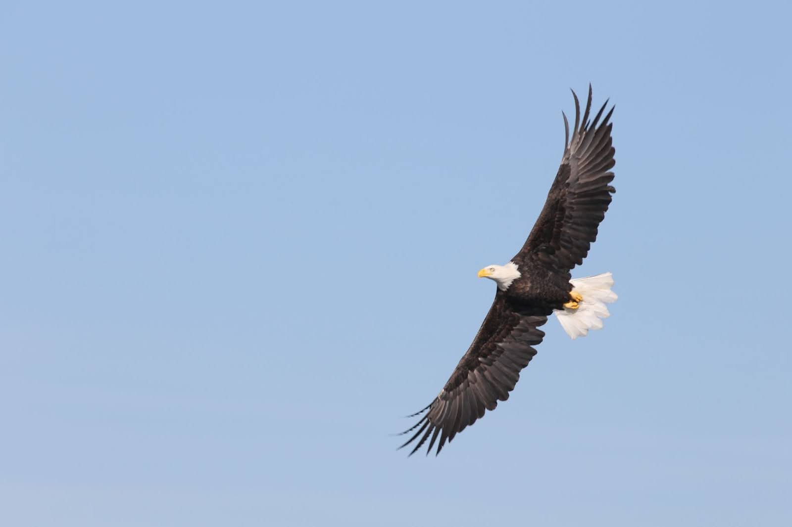 A Bald Eagle soars in a clear blue sky.