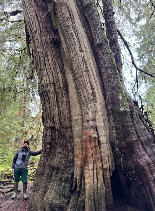 Yousif stands next to a massive spruce tree, of which only the base of the trunk is visible.