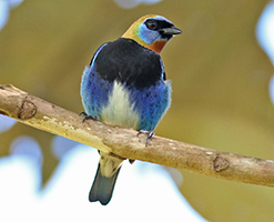 Golden-hooded Tanager Yousif Attia