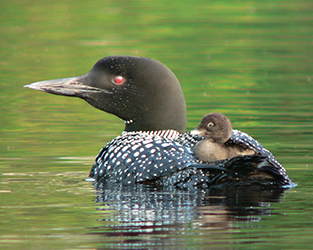 The Most Effective Ways to Help Loons this Summer