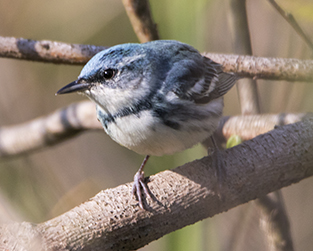 Good News for Cerulean Warblers and their Forest Homes