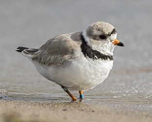 Piping Plovers Hang On in Ontario and Manitoba