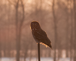 Winter Birding Tradition Fuels Conservation