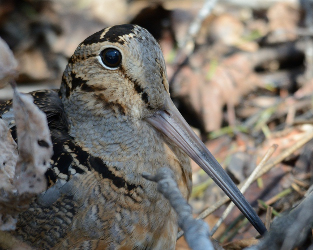 Citizen Scientists Document American Woodcock Declines in Ontario