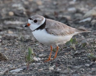 Help Us Find Piping Plovers in Ontario