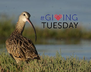 Help us Raise $10,000 for the Long-billed Curlew and Other Birds at Risk