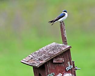Research Spotlight: A Domino Effect in the Lives of Tree Swallows