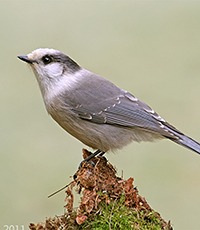 Canada Jay Nick Saunders