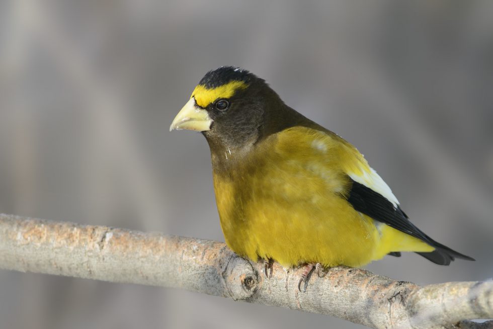 The Roost - Birds Canada | Oiseaux Canada