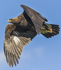 Golden Eagle