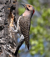 Northern Flicker