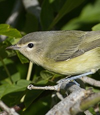 Tennessee Warbler