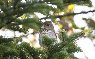 Unravelling the mystery of the Bicknell’s Thrush in New Brunswick’s mountain forests