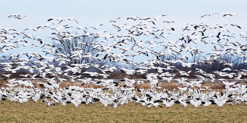 Bird Flocks in BC’s Fraser River Estuary Inspire Awe
