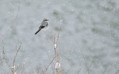 Help birds by counting the ones in your community!