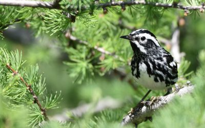 Hike for bird conservation comes to Ontario and Québec