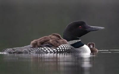 Loons Receive Helping Hand in Québec