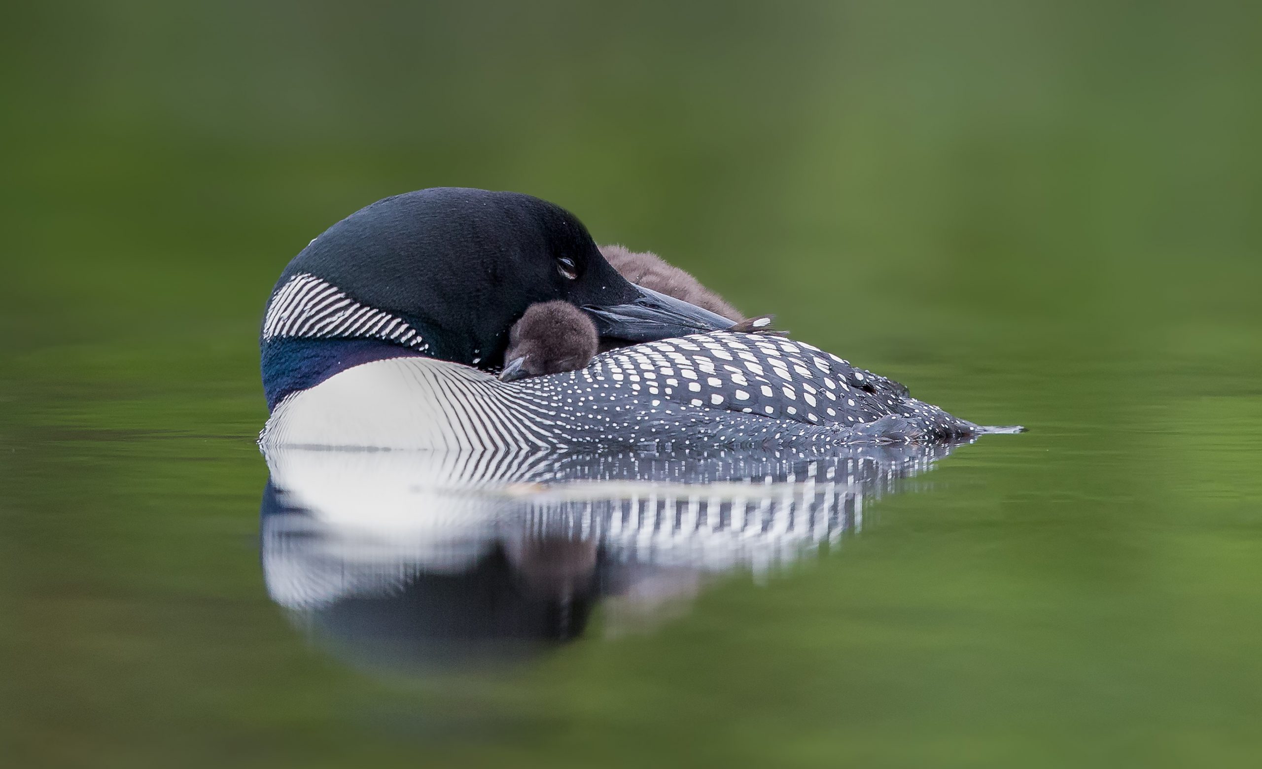 Canadian Lakes Loon Survey Birds Canada Oiseaux Canada