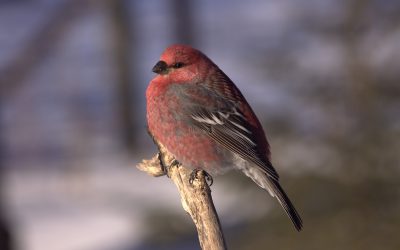 Canadian Highlights from the 2020 Great Backyard Bird Count