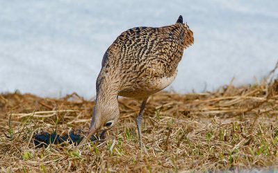 Research updates on leggy birds for World Curlew Day