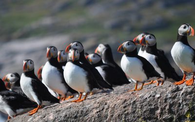 Newfoundland’s “Backyard” Breeding Bird Atlas Takes Flight