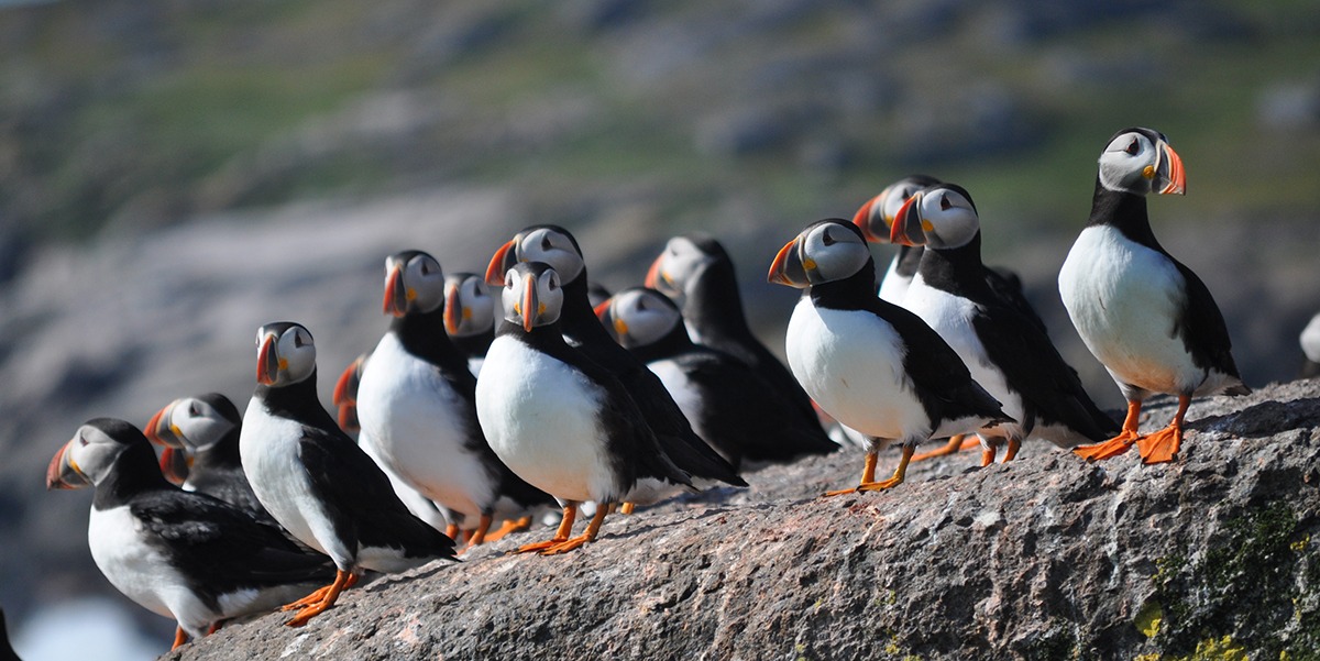 A rock full of Atlantic Puffins in Newfoundland